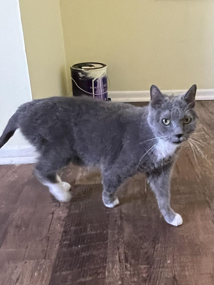 Enlarge Thelma, a Adoptable Domestic Short Hair in Palatine, IL image 2/2