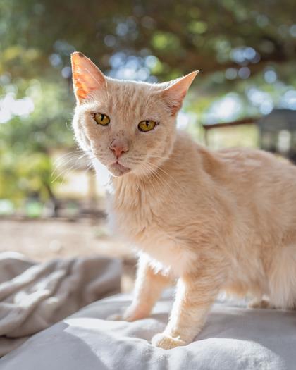 Enlarge Vista, a Adoptable Domestic Short Hair in El Dorado Hills, CA image 1/1