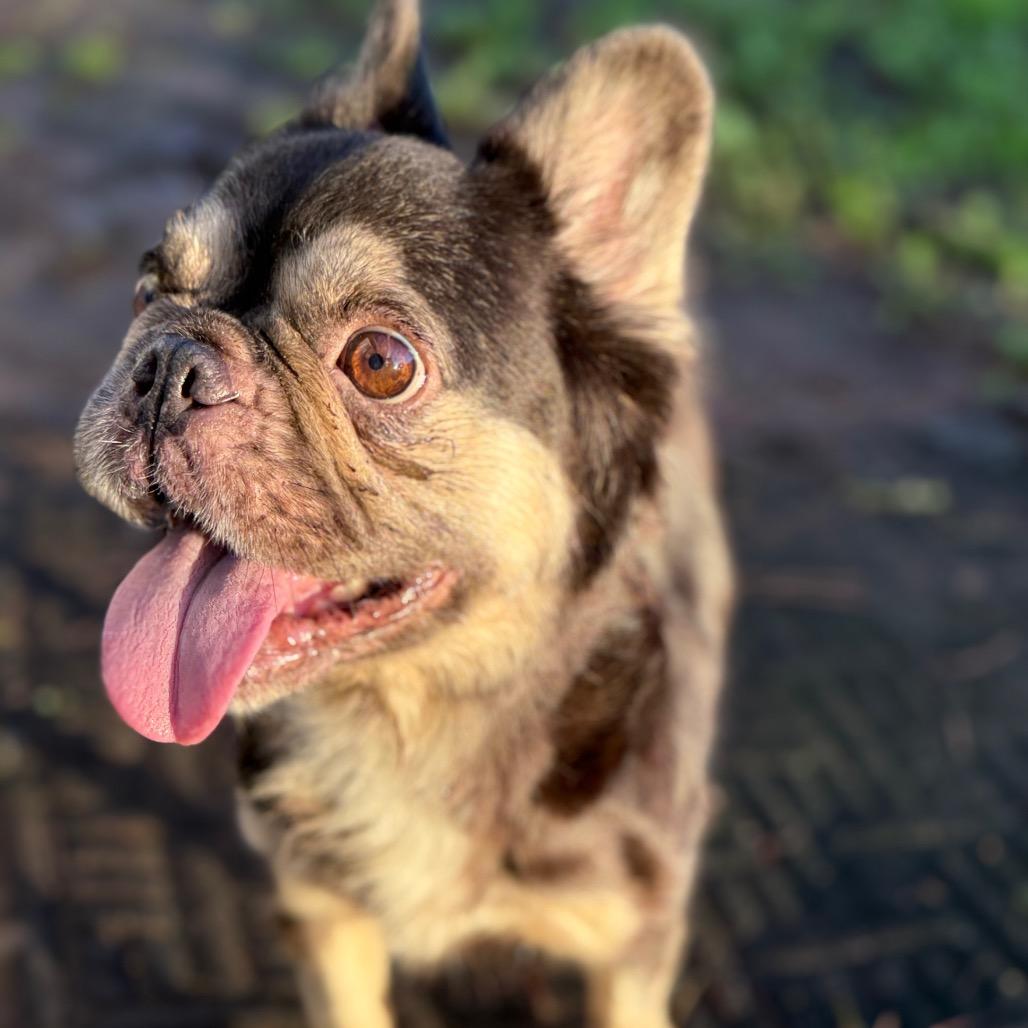 Lucy Wild, Adoptable, Adult Female French Bulldog.