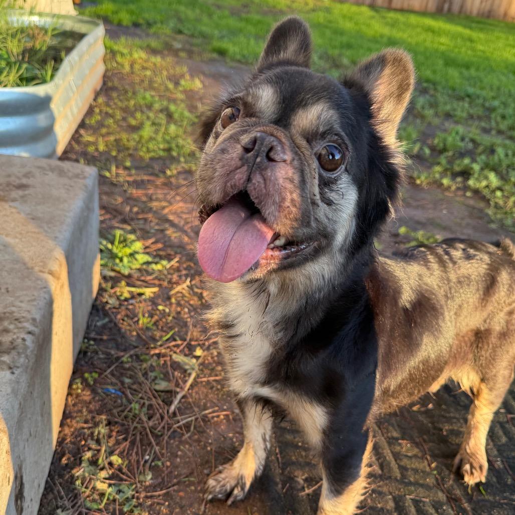 Enlarge Lucy Wild, a Adoptable French Bulldog in Sacramento, CA image 2/6