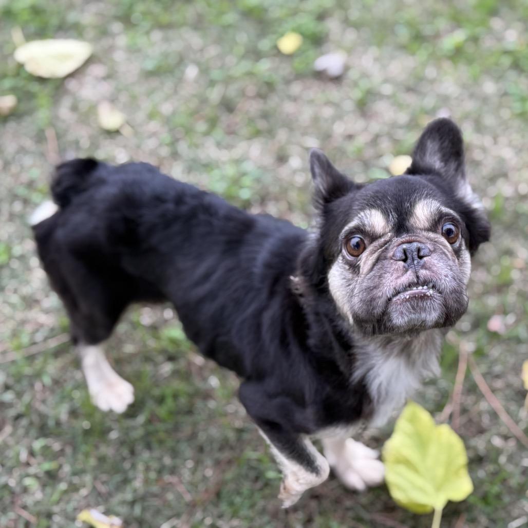 Enlarge Lucy Wild, a Adoptable French Bulldog in Sacramento, CA image 3/6