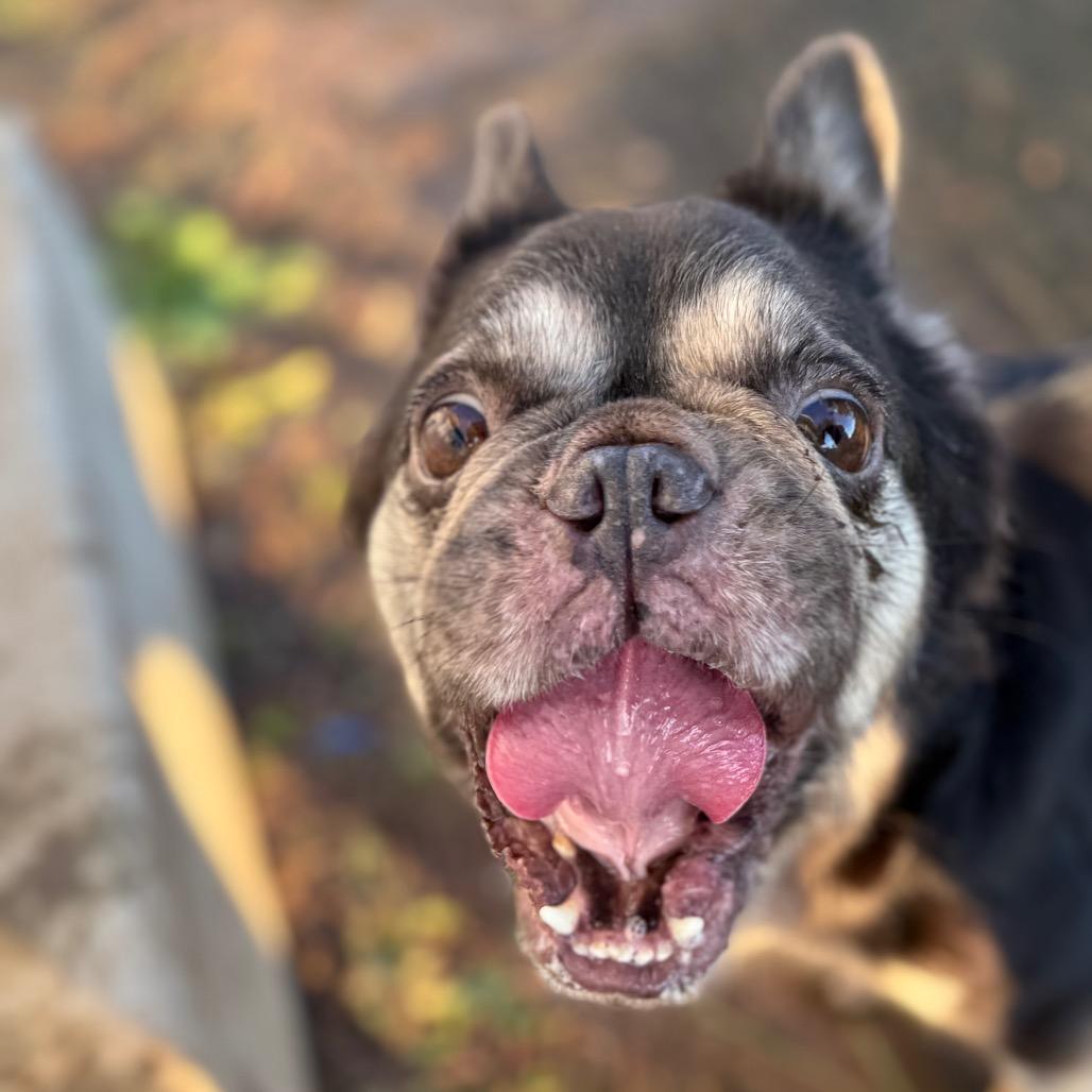 Enlarge Lucy Wild, a Adoptable French Bulldog in Sacramento, CA image 5/6