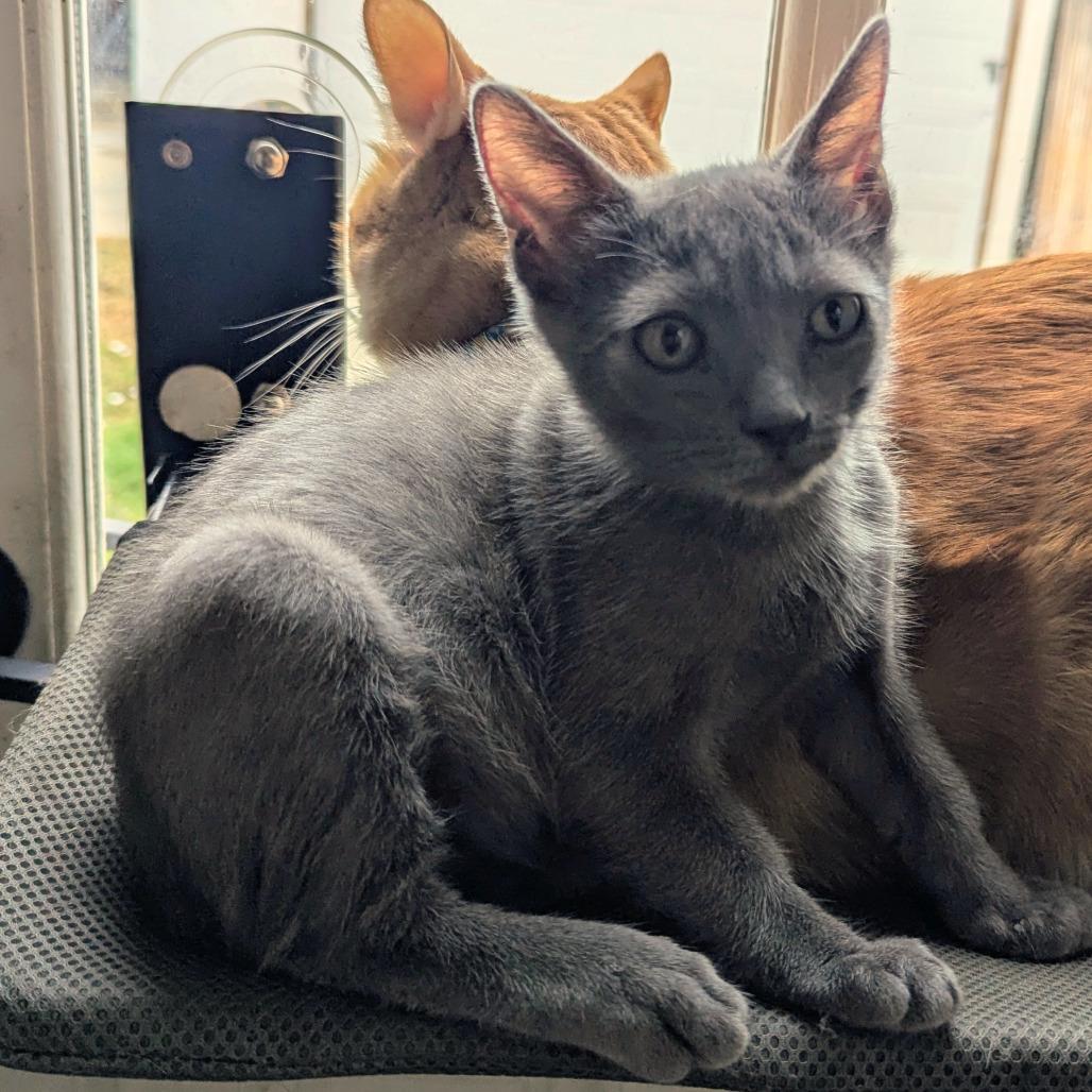 Rayito, Adoptable, Young Male Domestic Short Hair.