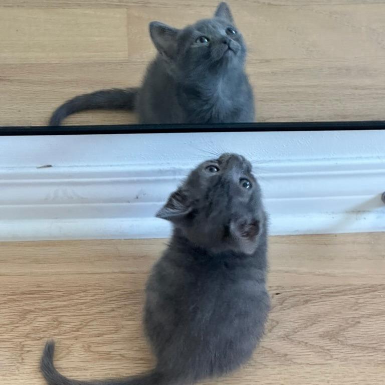 Rayito, a Adoptable Domestic Short Hair in Los Angeles, CA image 2/6