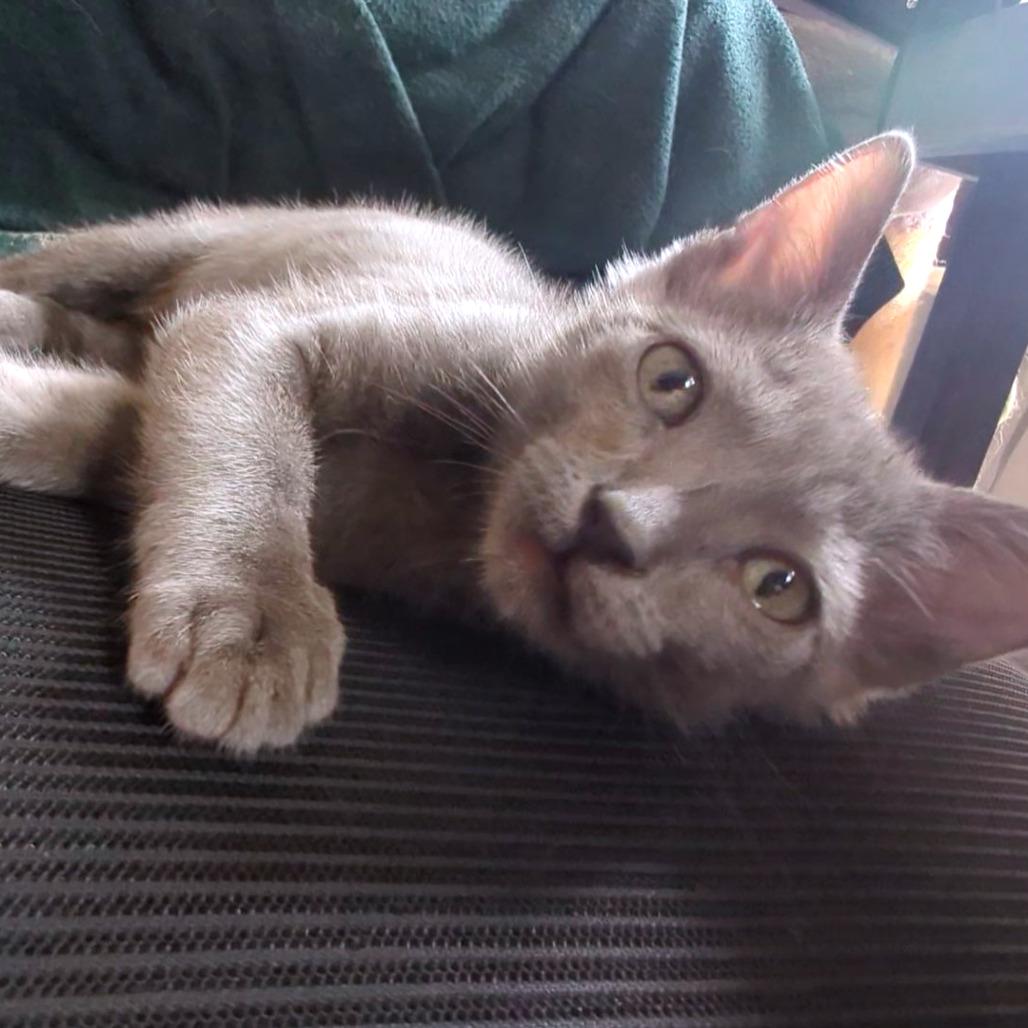 Rayito, a Adoptable Domestic Short Hair in Los Angeles, CA image 3/6