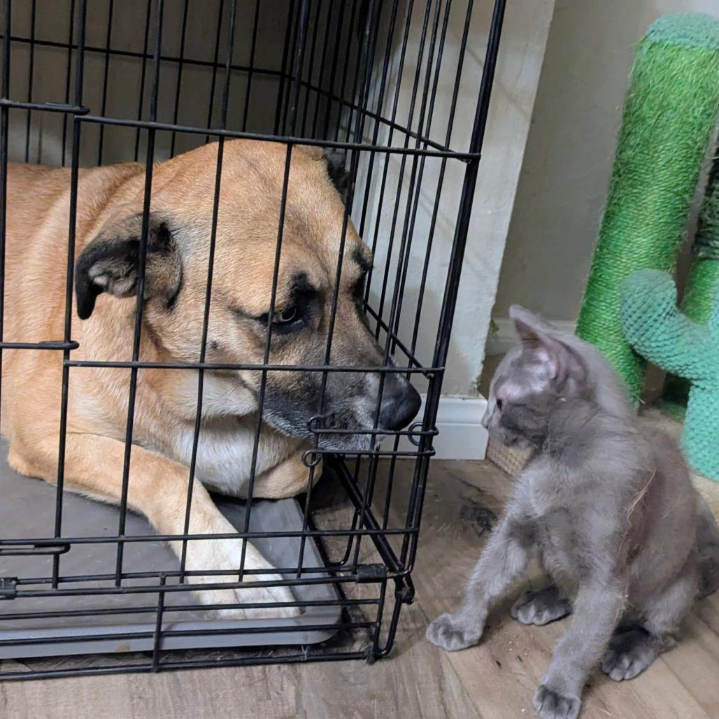 Rayito, a Adoptable Domestic Short Hair in Los Angeles, CA image 4/6