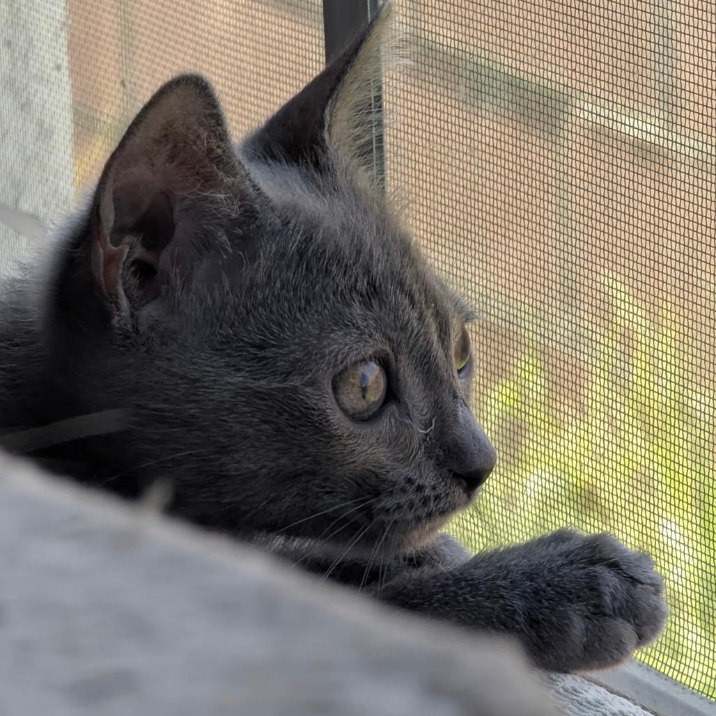 Rayito, a Adoptable Domestic Short Hair in Los Angeles, CA image 5/6