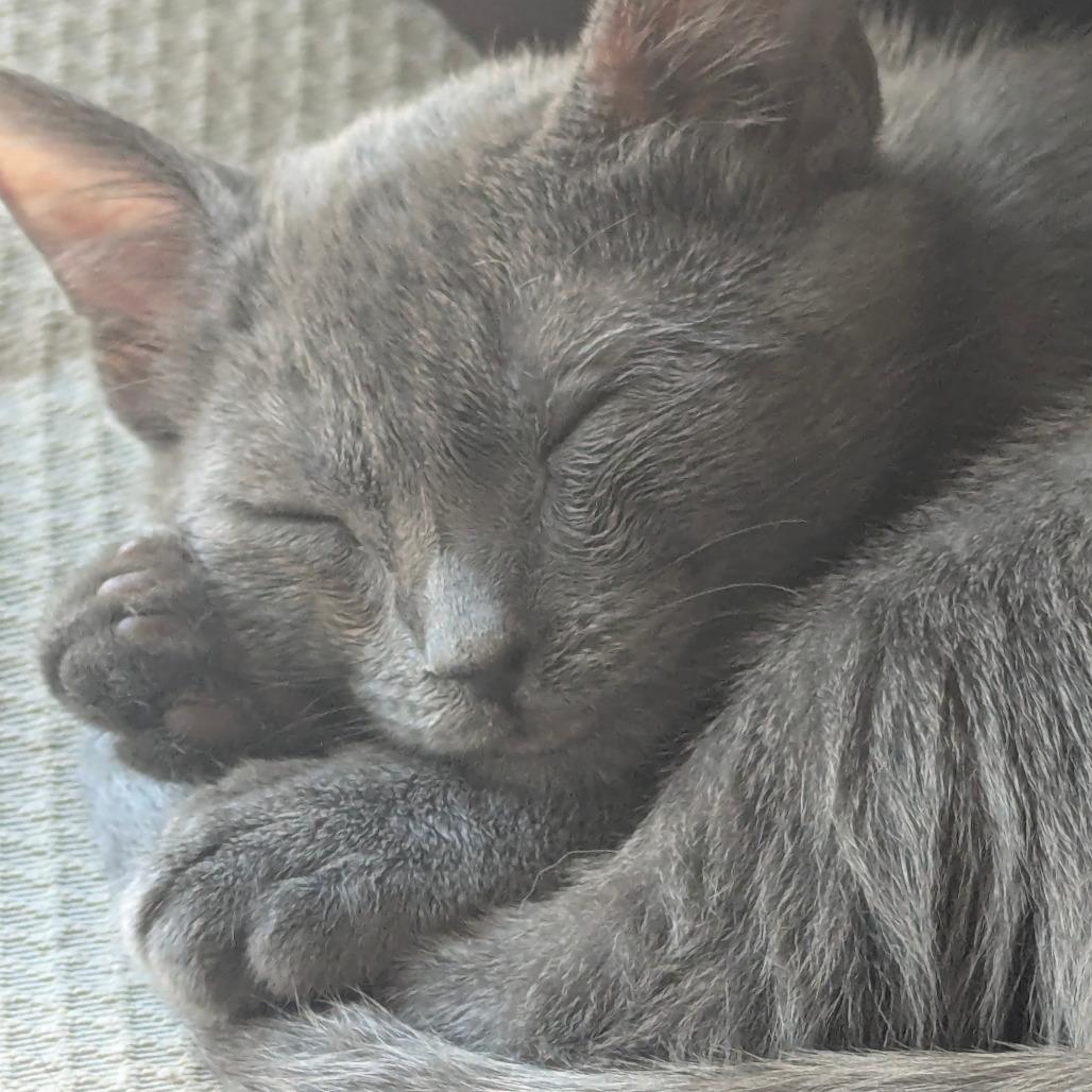 Rayito, a Adoptable Domestic Short Hair in Los Angeles, CA image 6/6