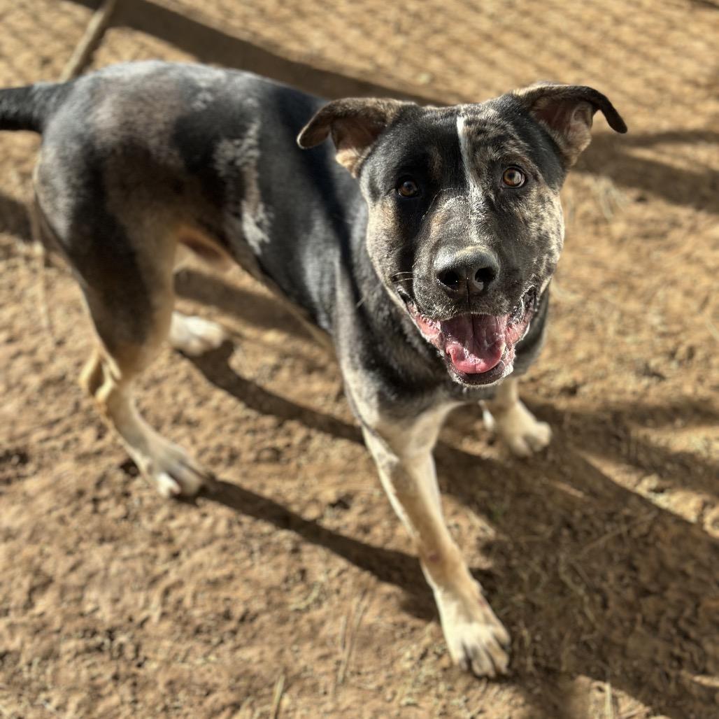 Stitch 1451, Adoptable, Adult Male Mixed Breed.