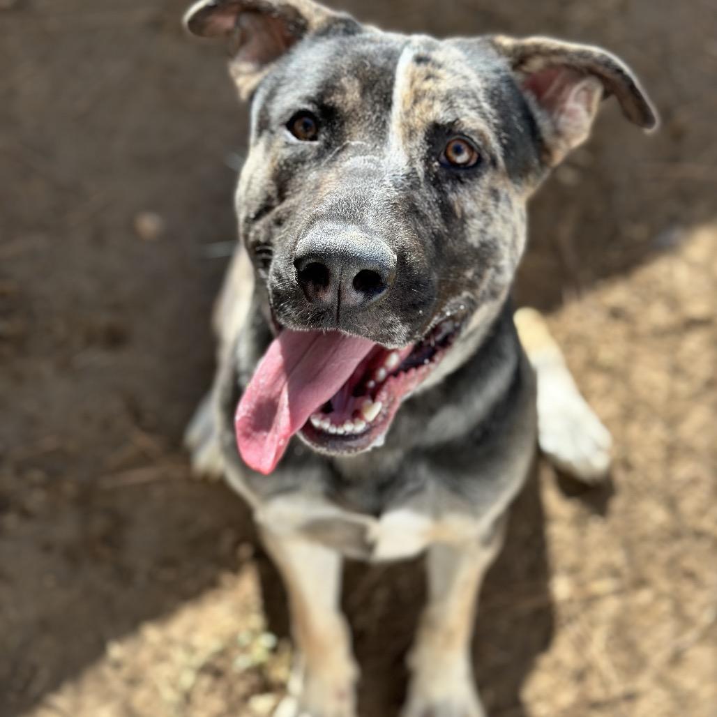 Enlarge Stitch 1451, a Adoptable Mixed Breed in Hamilton, GA image 2/6