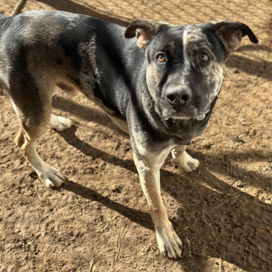Enlarge Stitch 1451, a Adoptable Mixed Breed in Hamilton, GA image 3/6