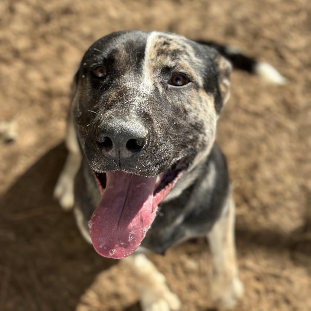 Enlarge Stitch 1451, a Adoptable Mixed Breed in Hamilton, GA image 4/6