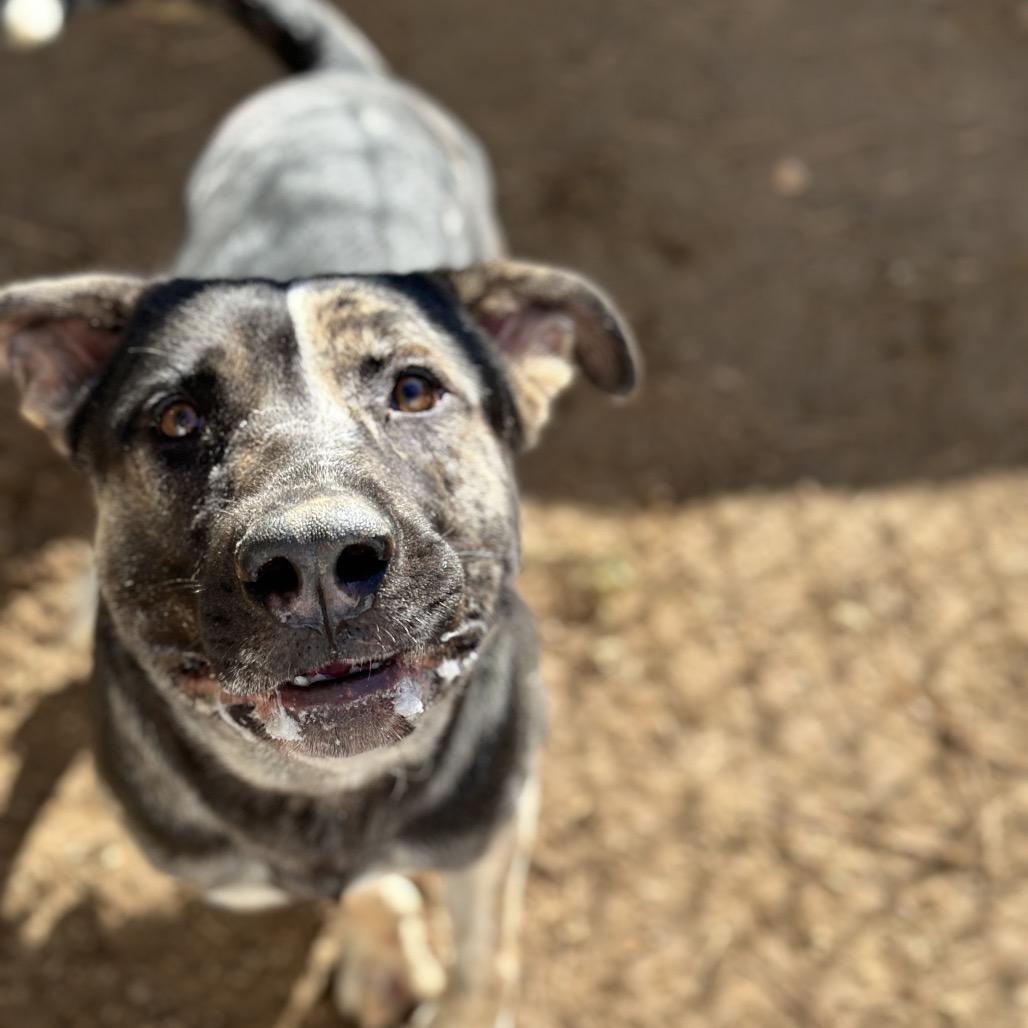 Enlarge Stitch 1451, a Adoptable Mixed Breed in Hamilton, GA image 5/6