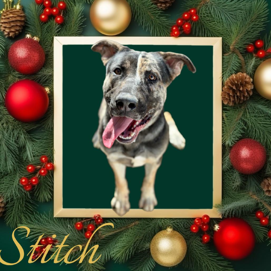 Enlarge Stitch 1451, a Adoptable Mixed Breed in Hamilton, GA image 6/6