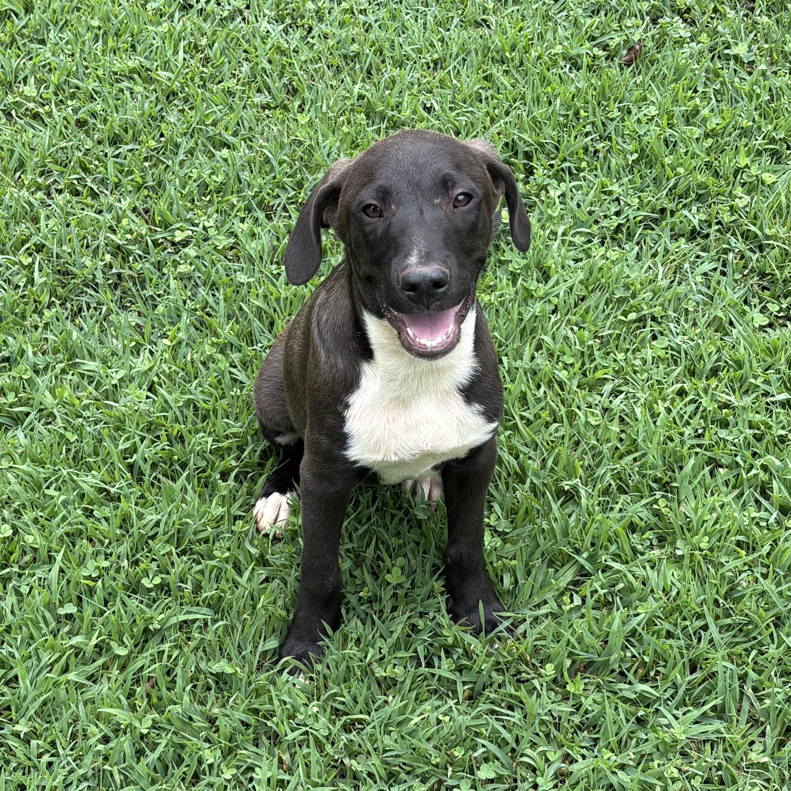 Kasparov (Chess Pups)