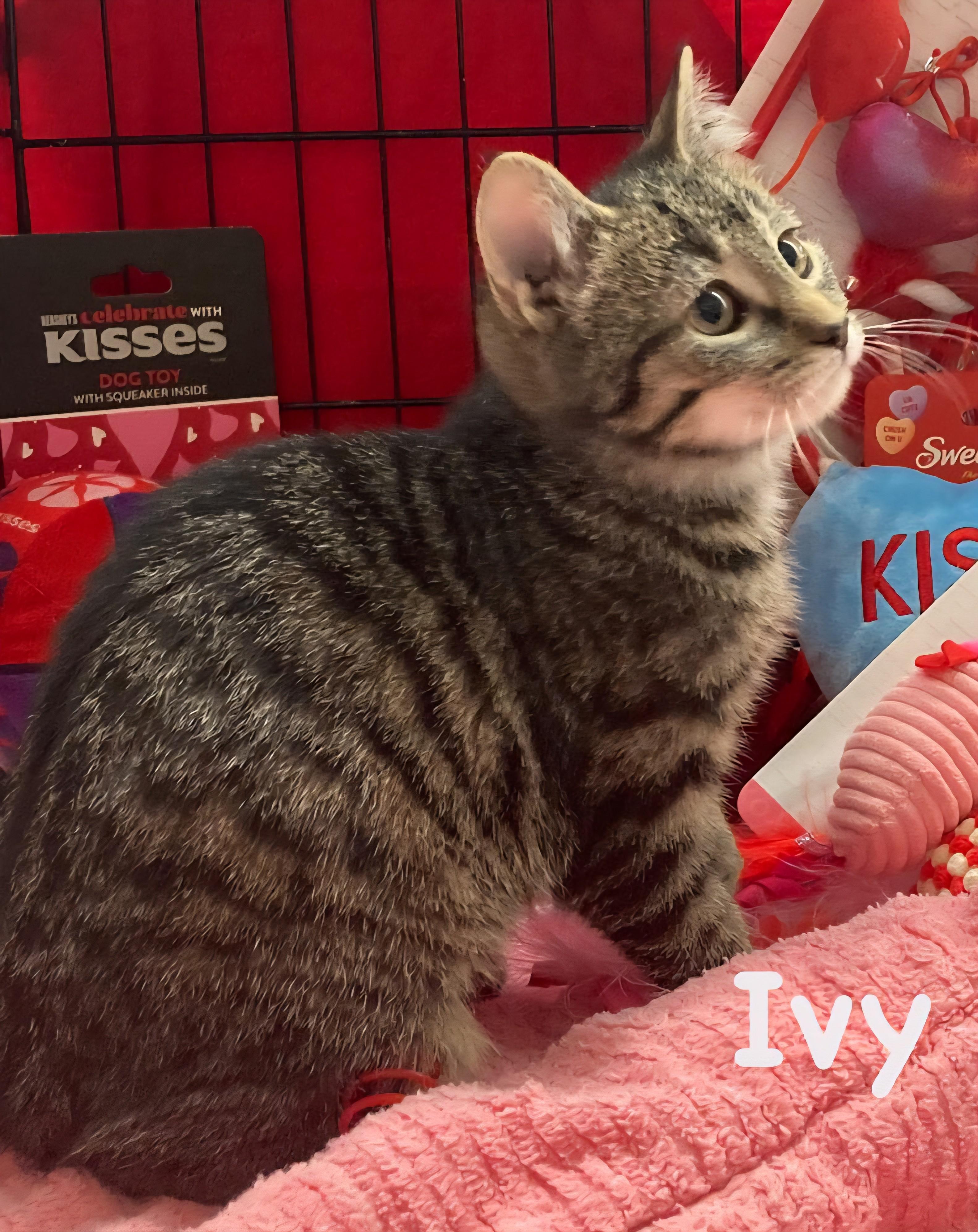 Enlarge Ivy, an adopted Domestic Short Hair in Euclid, OH image 1/2