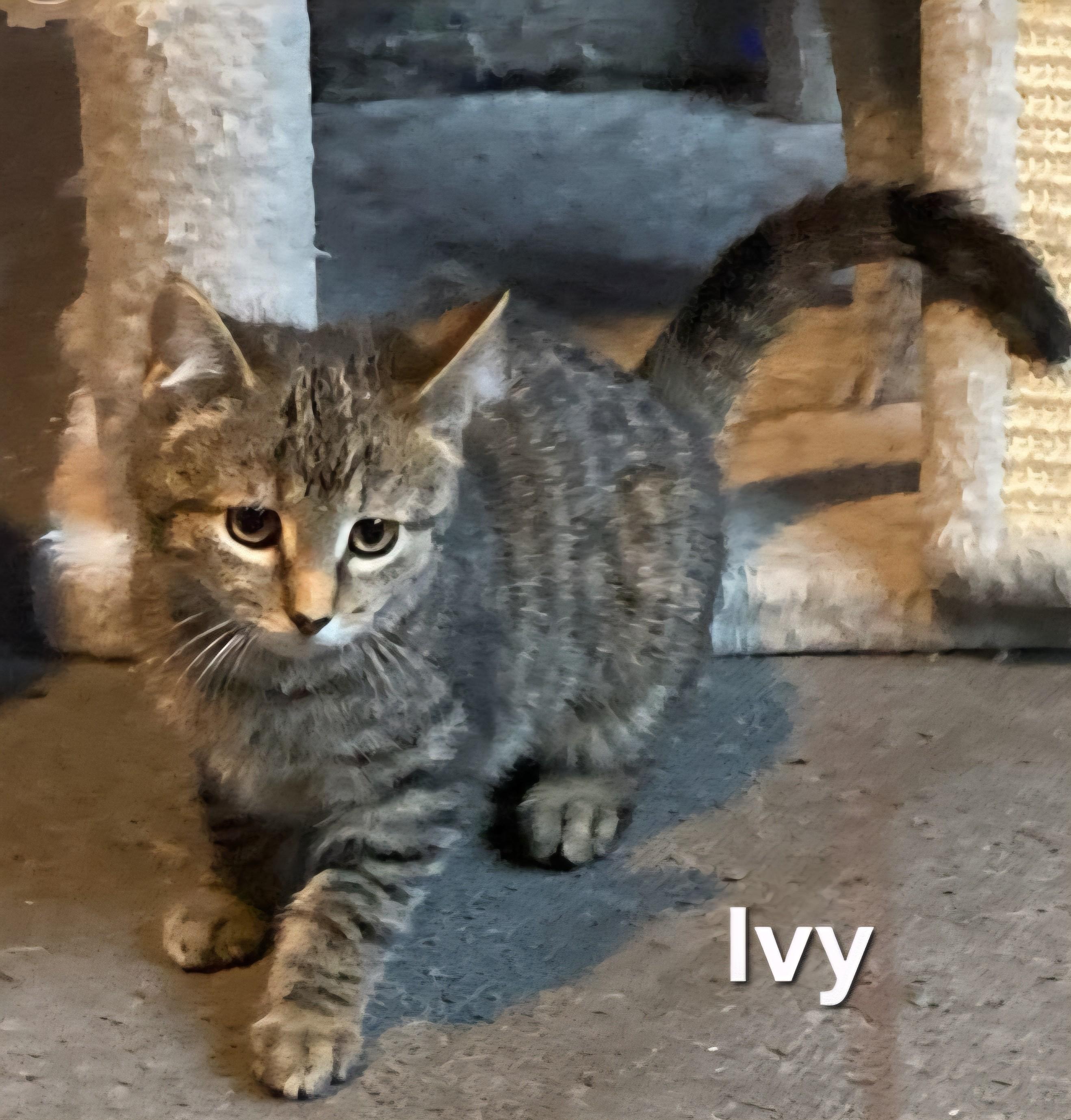 Enlarge Ivy, an adopted Domestic Short Hair in Euclid, OH image 2/2