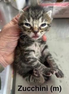Zucchini, Adoptable, Kitten Male Domestic Short Hair & Tabby.
