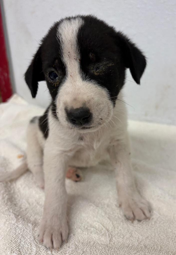 Enlarge Dr Abbott, a Adoptable mixed breed in Lockhart, TX image 1/1