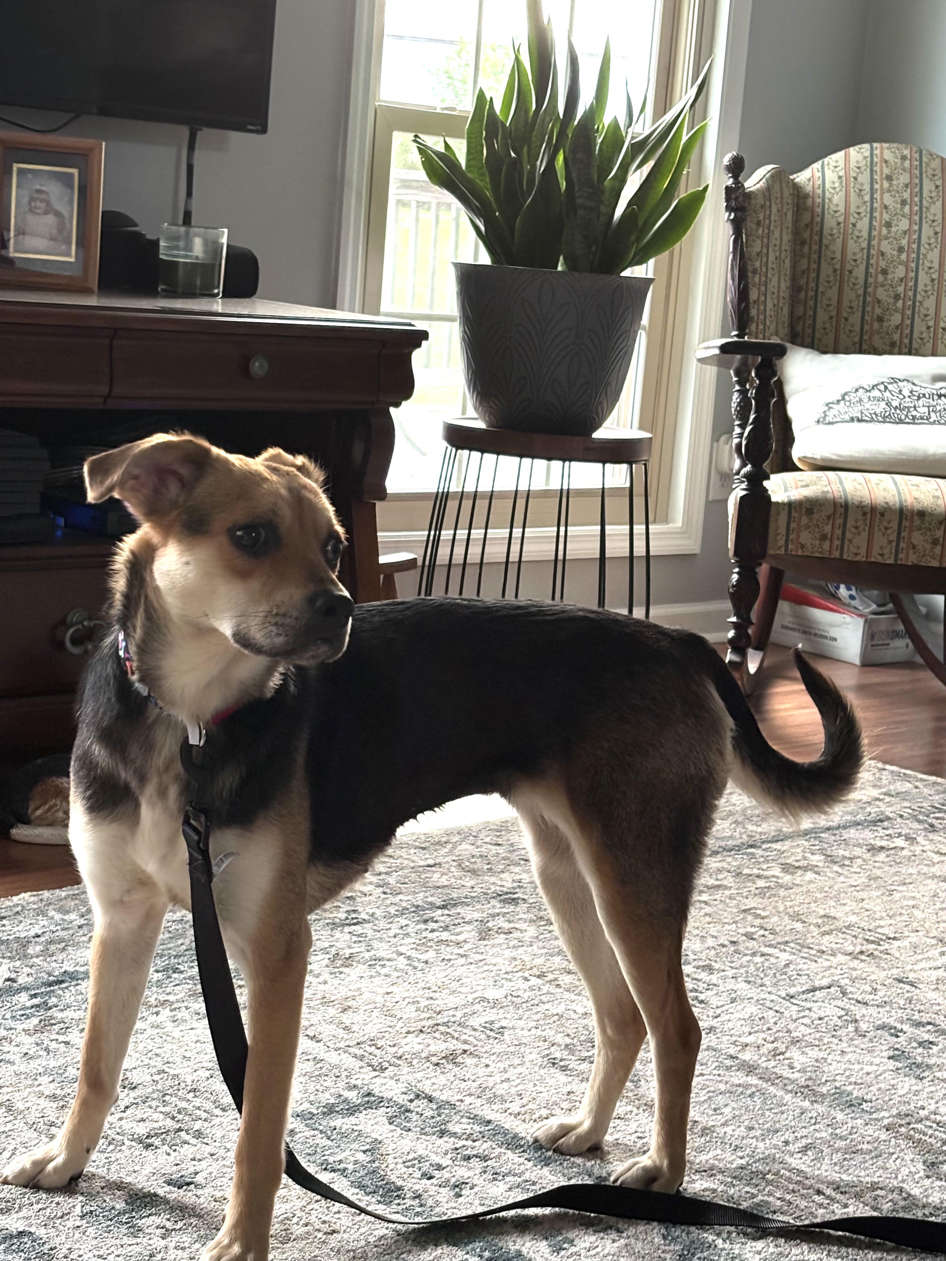 Dolly, a ADOPTABLE mixed breed in Lexington, KY image 4/4