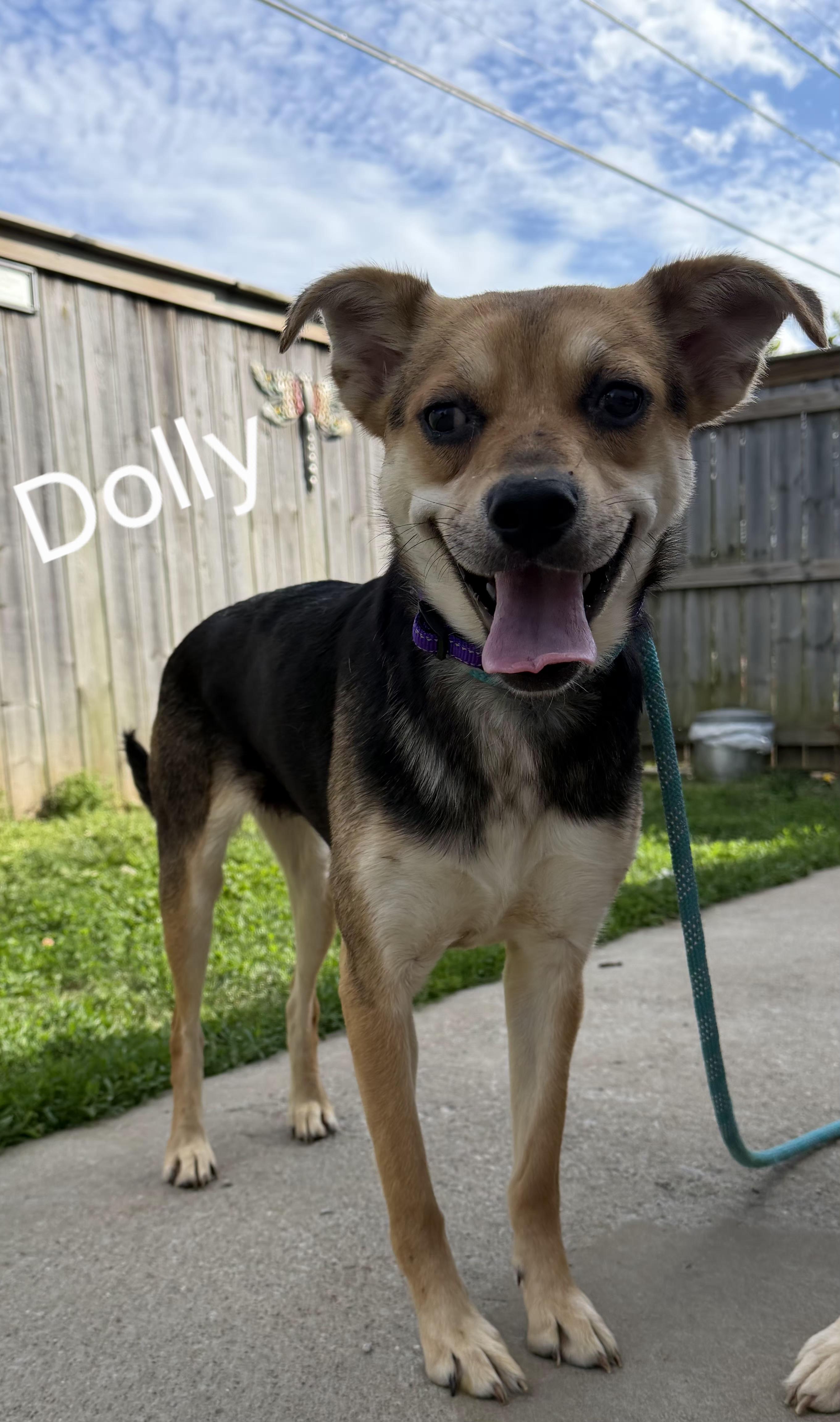 Dolly, ADOPTABLE, Young Female Hound & Shepherd.