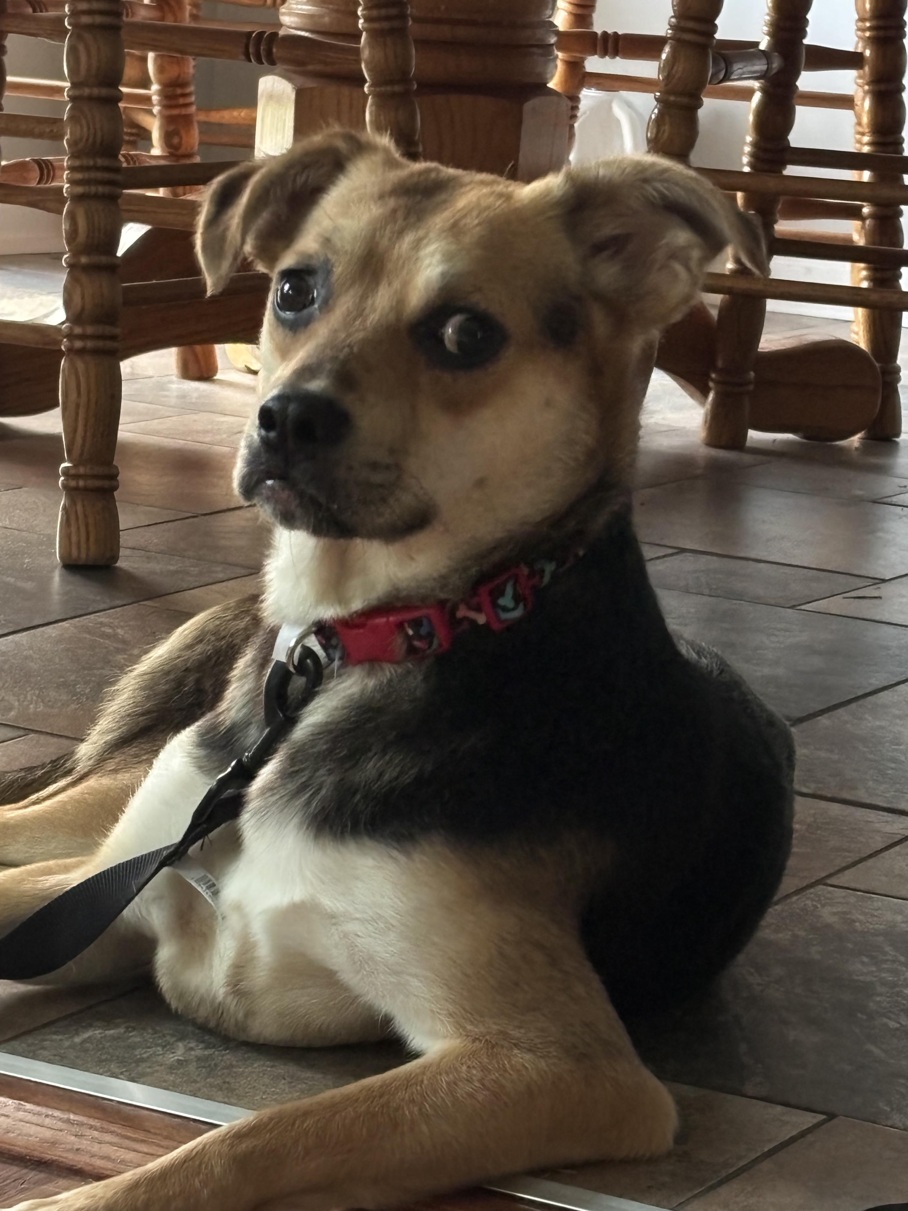 Dolly, a ADOPTABLE mixed breed in Lexington, KY image 3/4