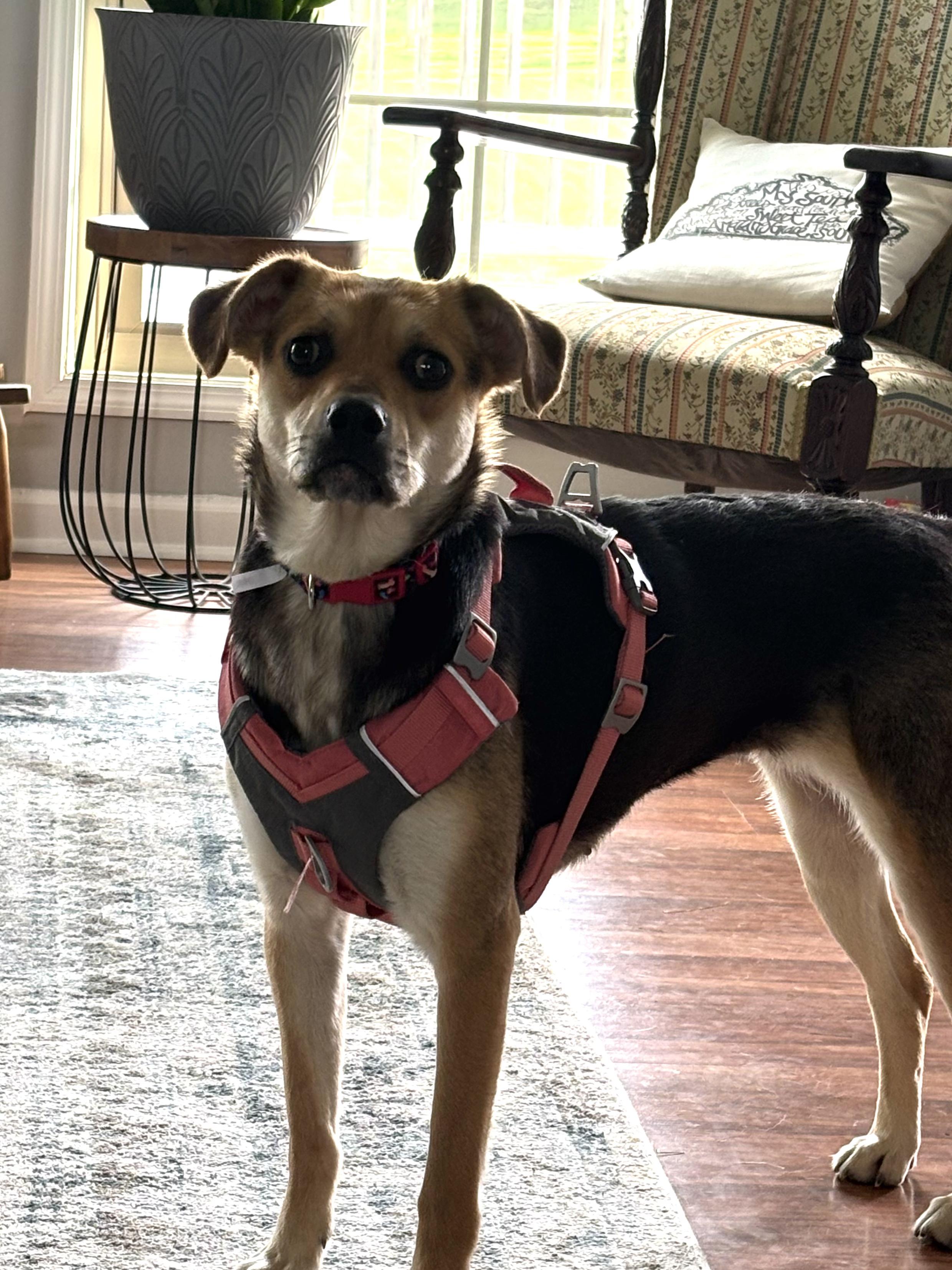Dolly, a ADOPTABLE mixed breed in Lexington, KY image 2/4