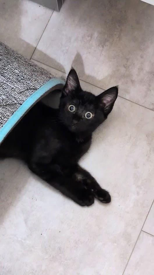 Sapphire Aka Sophie - AUGUST ADOPTION SPECIAL