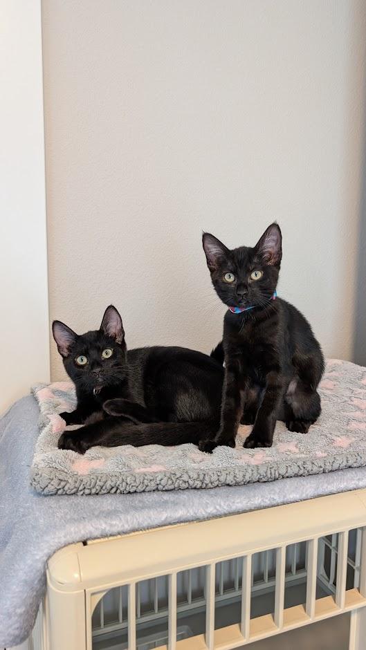 Sapphire Aka Sophie - AUGUST ADOPTION SPECIAL