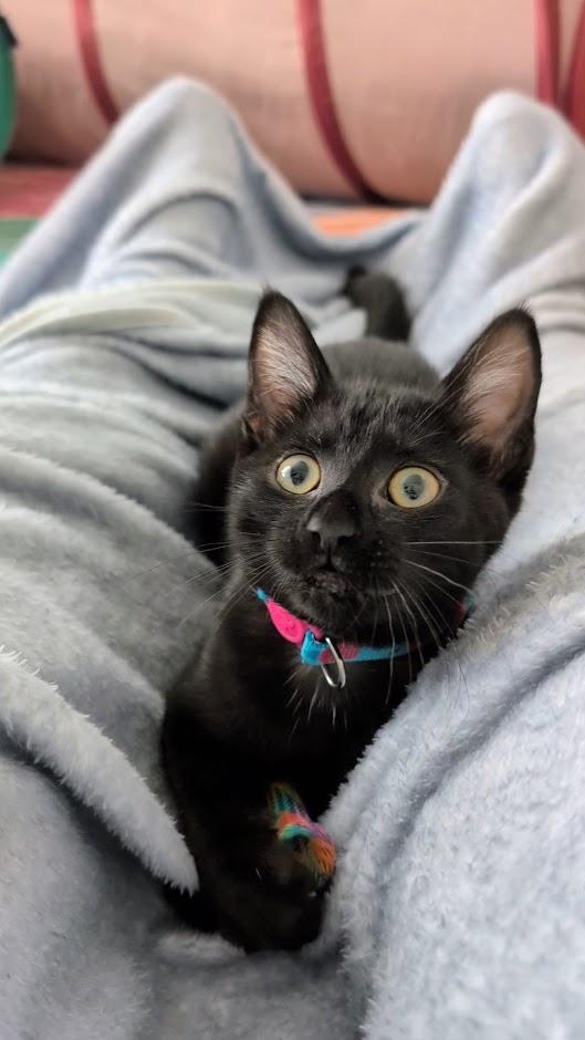 Sapphire Aka Sophie - AUGUST ADOPTION SPECIAL