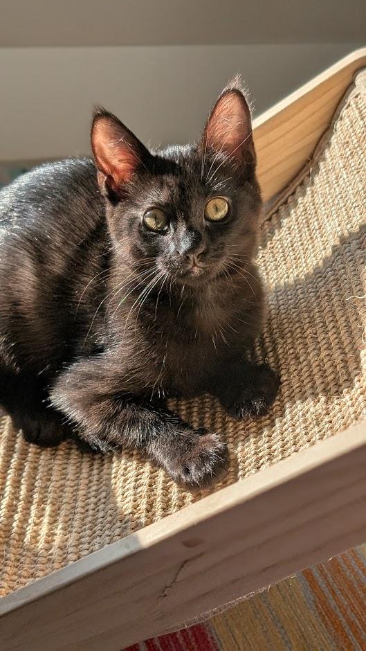 Sapphire Aka Sophie - AUGUST ADOPTION SPECIAL