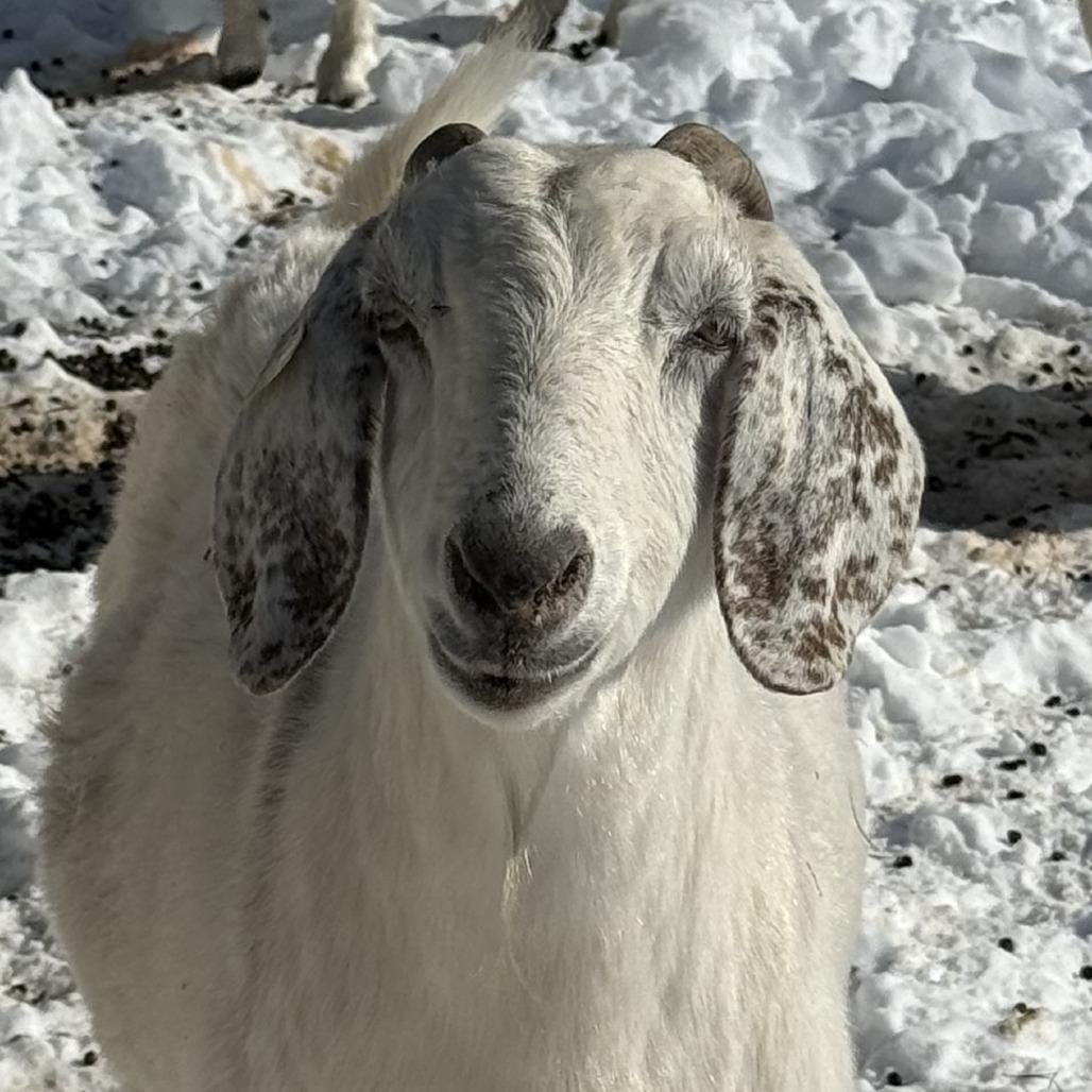 Iceland, Adoptable, Young Male Goat.