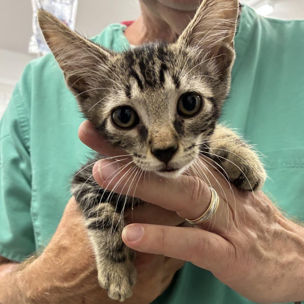 Enlarge Boba, a Adoptable Domestic Short Hair in Folsom, LA image 1/1