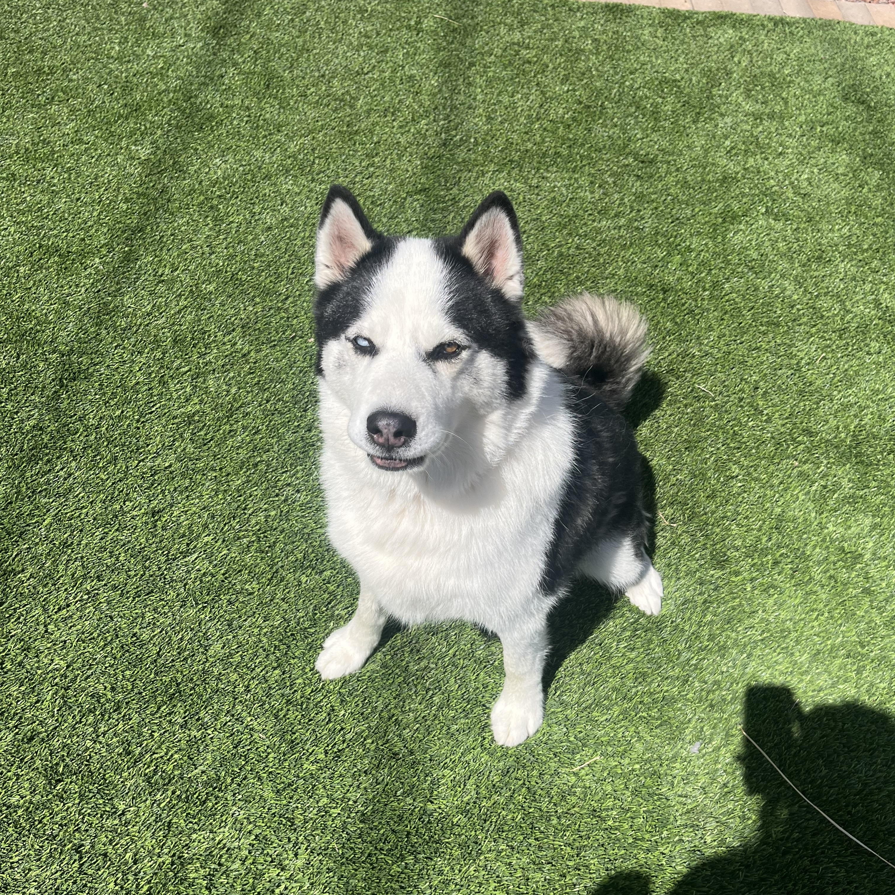 Enlarge Rosko, a Adopted Husky in Washington, UT image 1/1