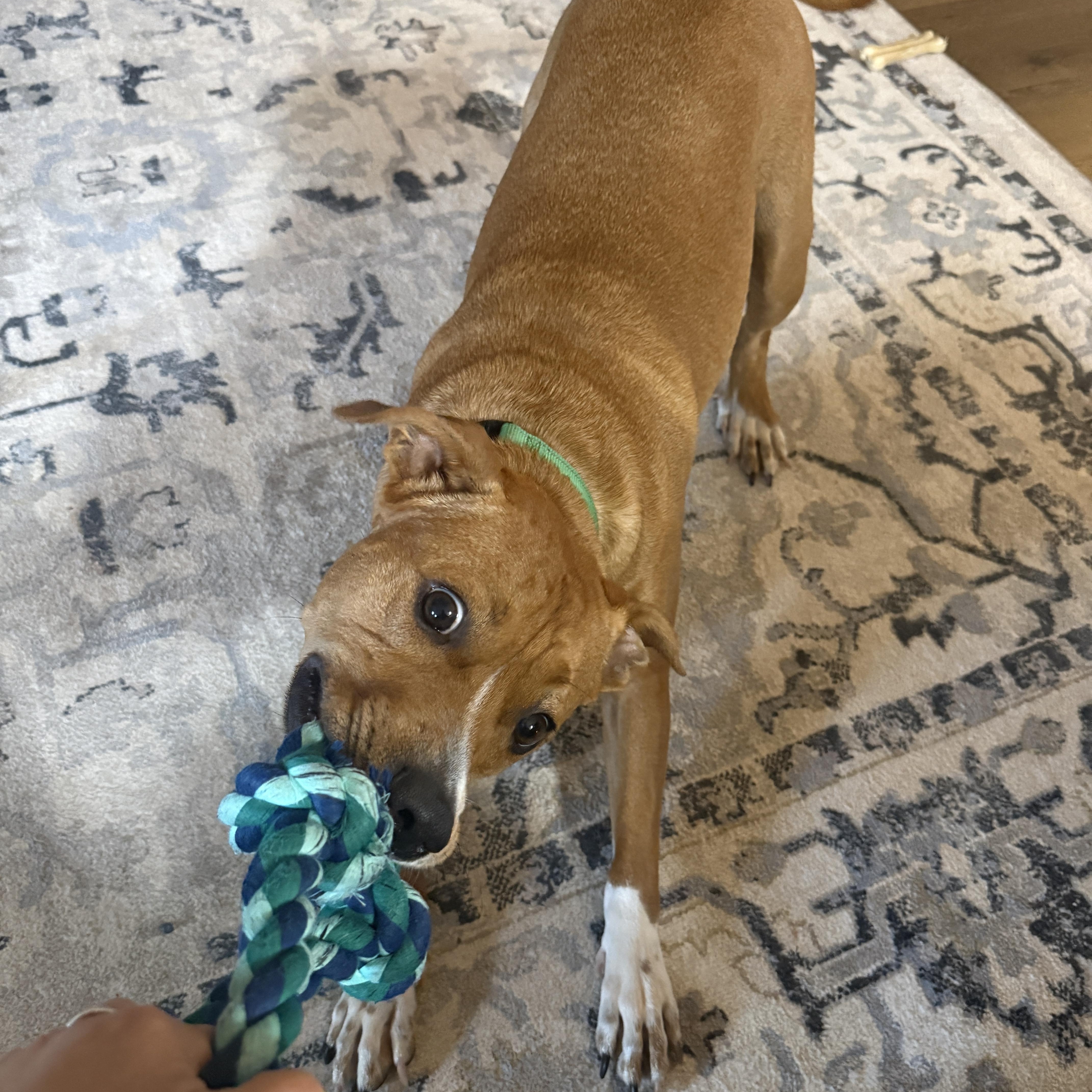 Enlarge NED...loves people, dogs, and WATER, a Adoptable mixed breed in Cantonment, FL image 5/6