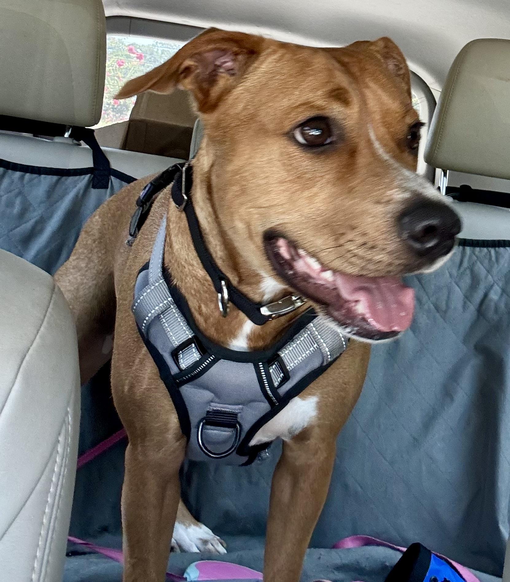 Enlarge NED...loves people, dogs, and WATER, a Adoptable mixed breed in Cantonment, FL image 2/6
