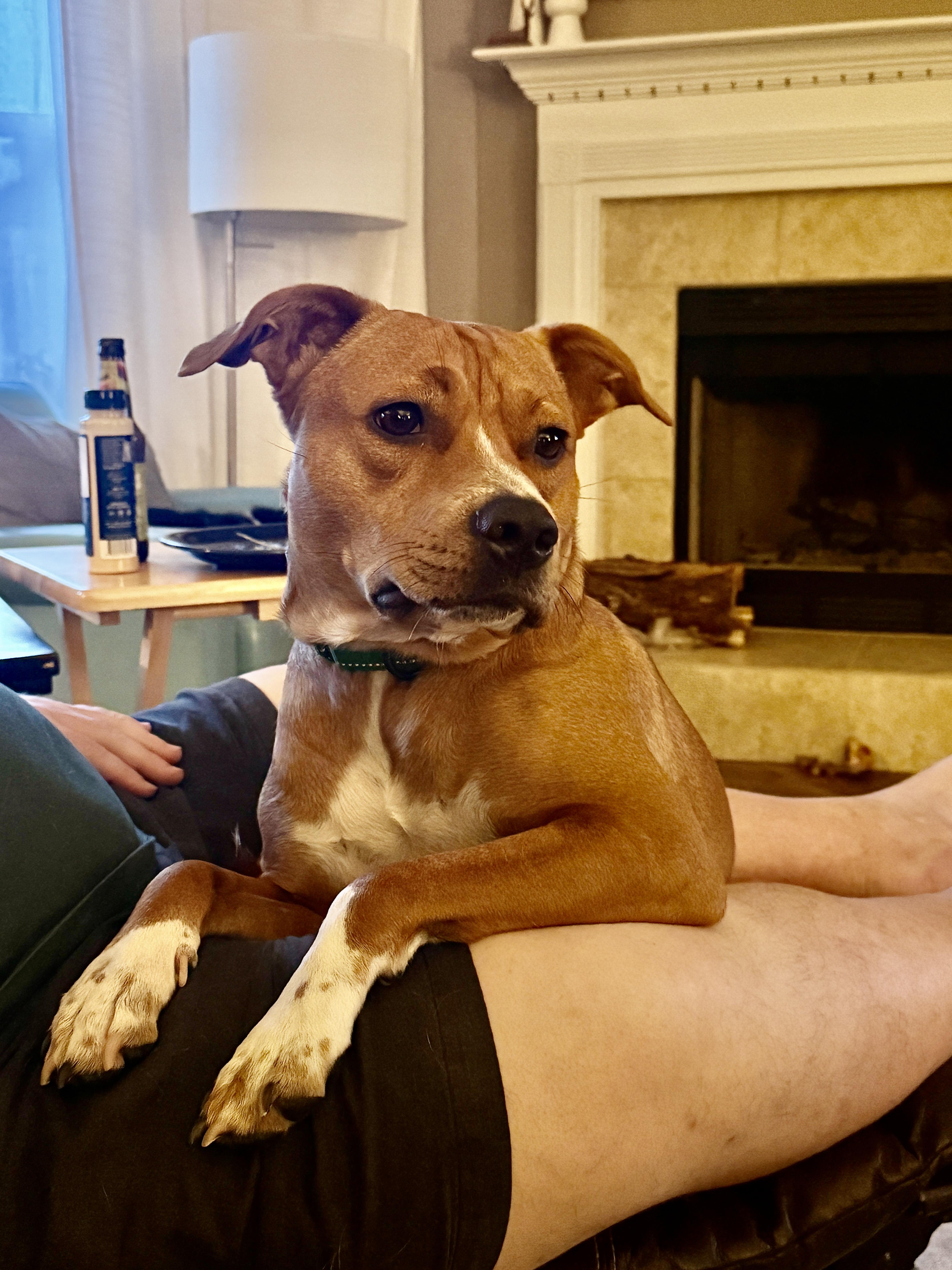 Enlarge NED...loves people, dogs, and WATER, a Adoptable mixed breed in Cantonment, FL image 4/6
