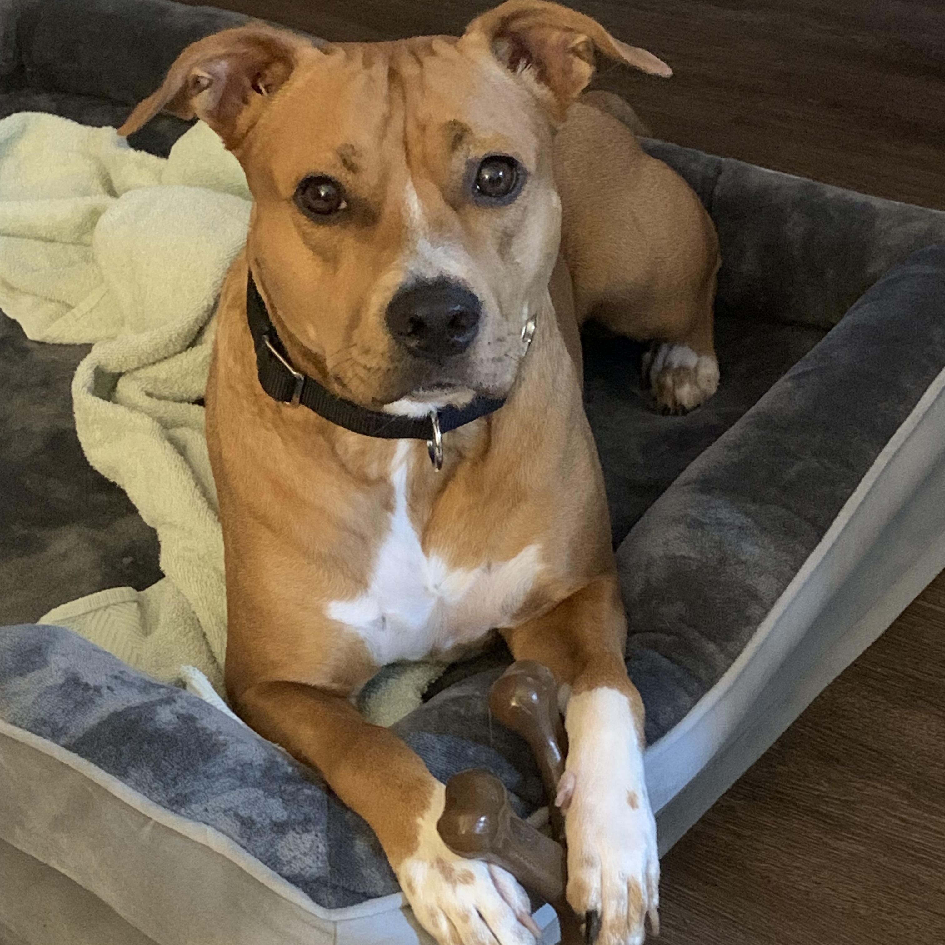NED...loves people, dogs, and WATER, Adoptable, Adult Male Staffordshire Bull Terrier & Australian Cattle Dog / Blue Heeler.