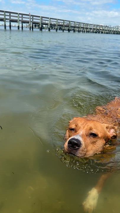 Enlarge NED...loves people, dogs, and WATER, a Adoptable mixed breed in Cantonment, FL video 6/6