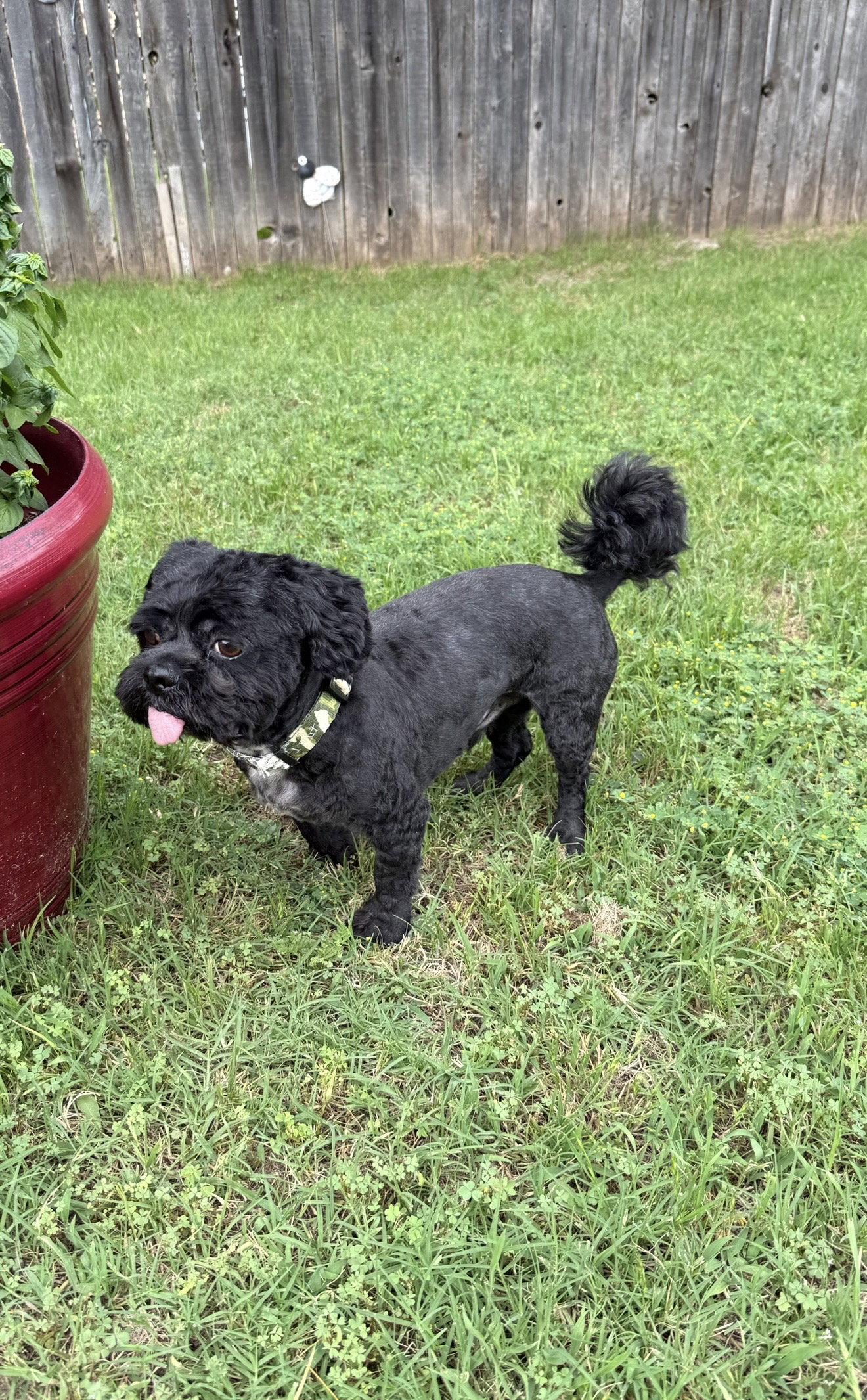 Max, Adopted, Adult Male Shih Tzu.