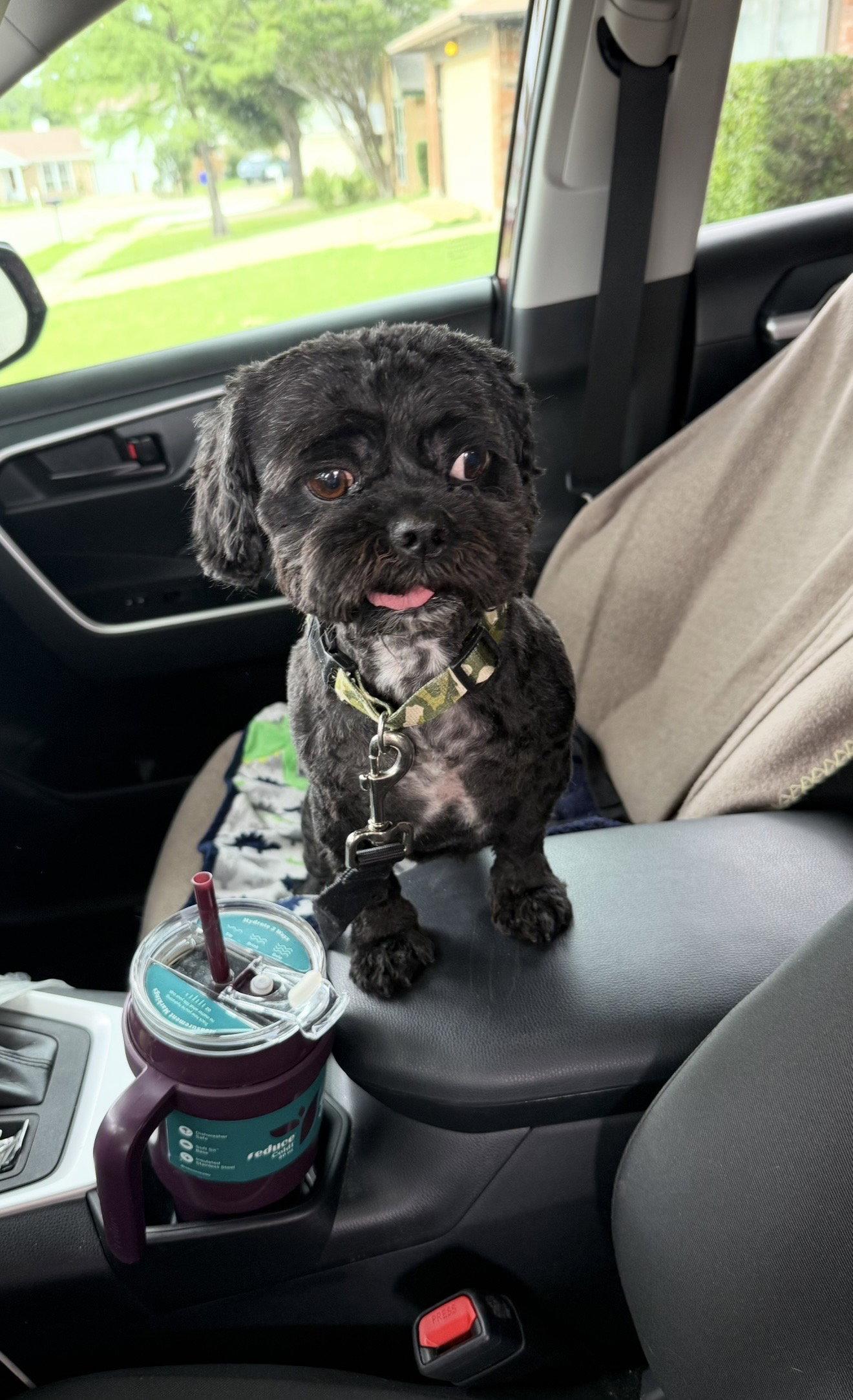 Max, a Adopted Shih Tzu in Euless, TX image 2/3