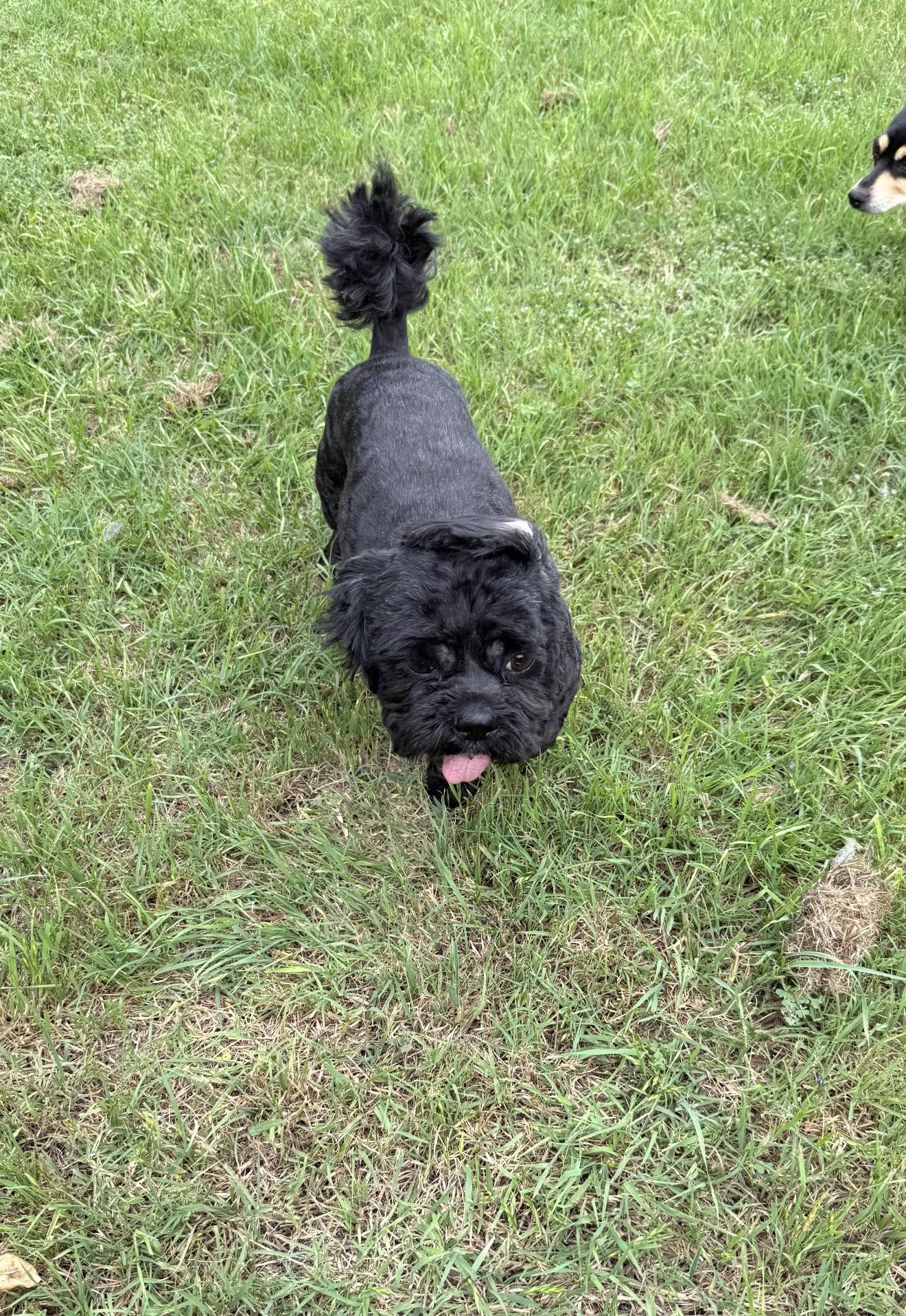 Max, a Adopted Shih Tzu in Euless, TX image 3/3