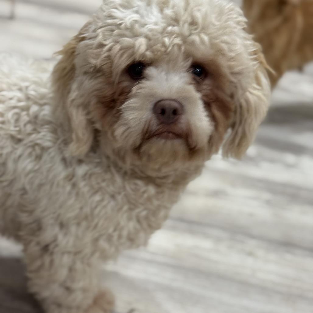 Storm, Adoptable, Adult Male Poodle.