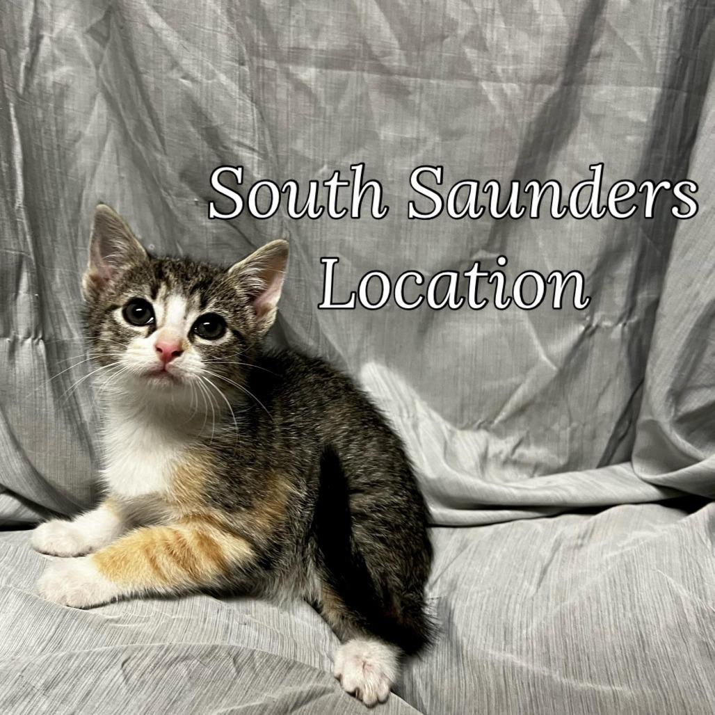 Enlarge Blaze, a Adoptable Domestic Short Hair in Raleigh, NC image 1/3