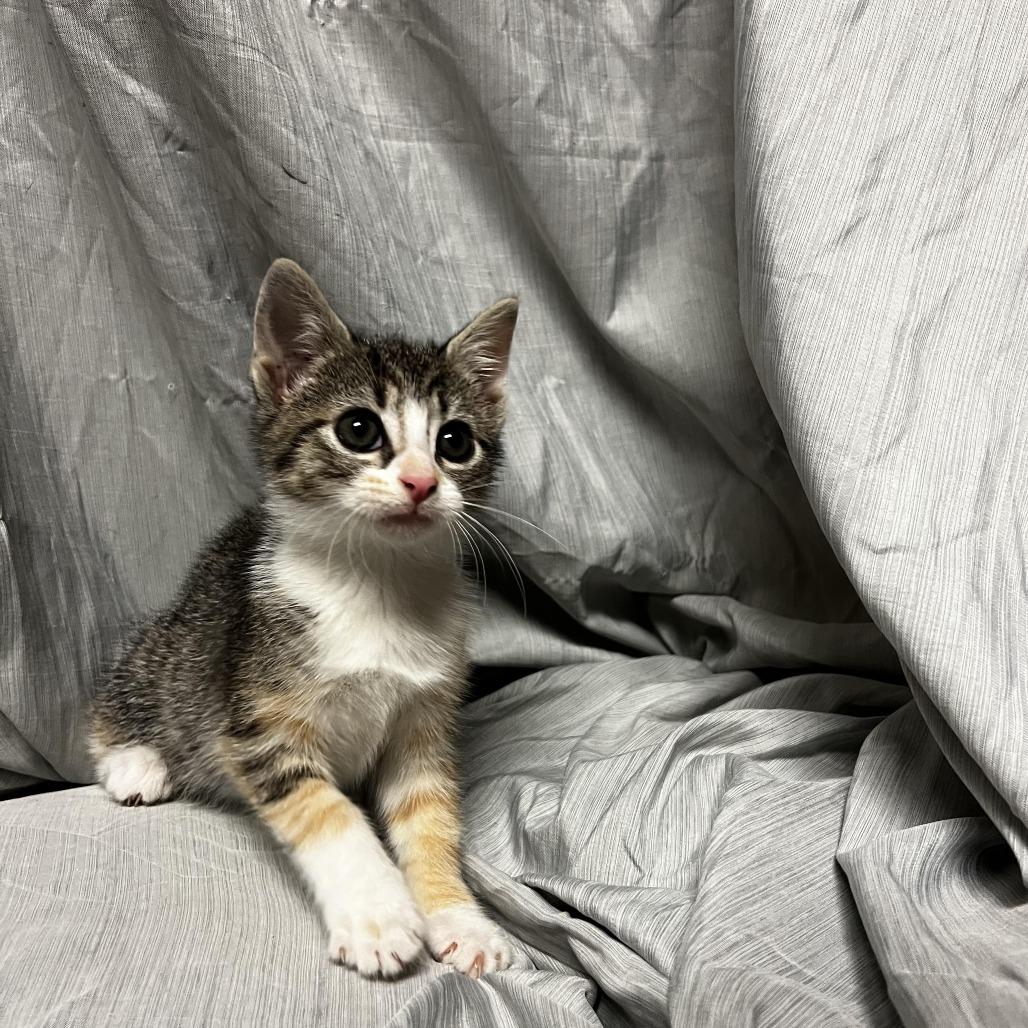 Enlarge Blaze, a Adoptable Domestic Short Hair in Raleigh, NC image 2/3