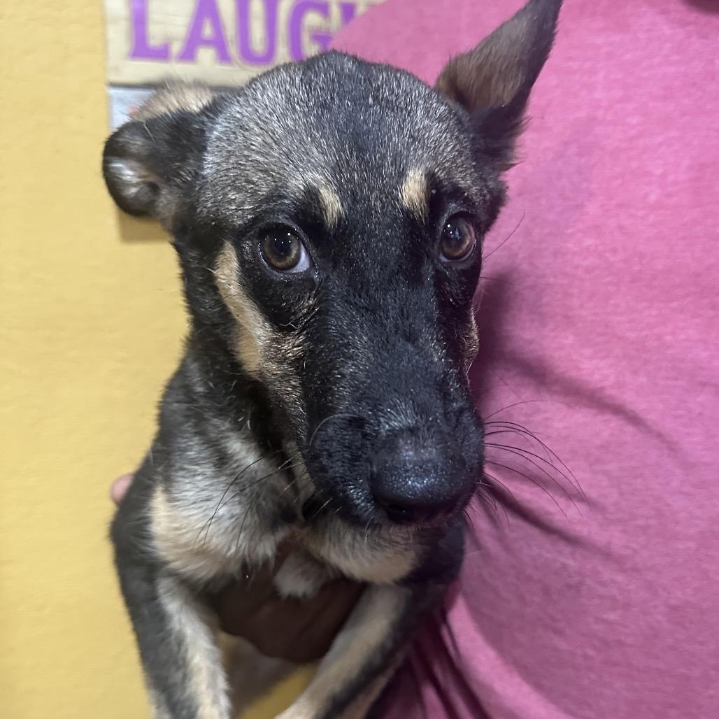 Sage - Local November 6-8, Adoptable, Puppy Female German Shepherd Dog.