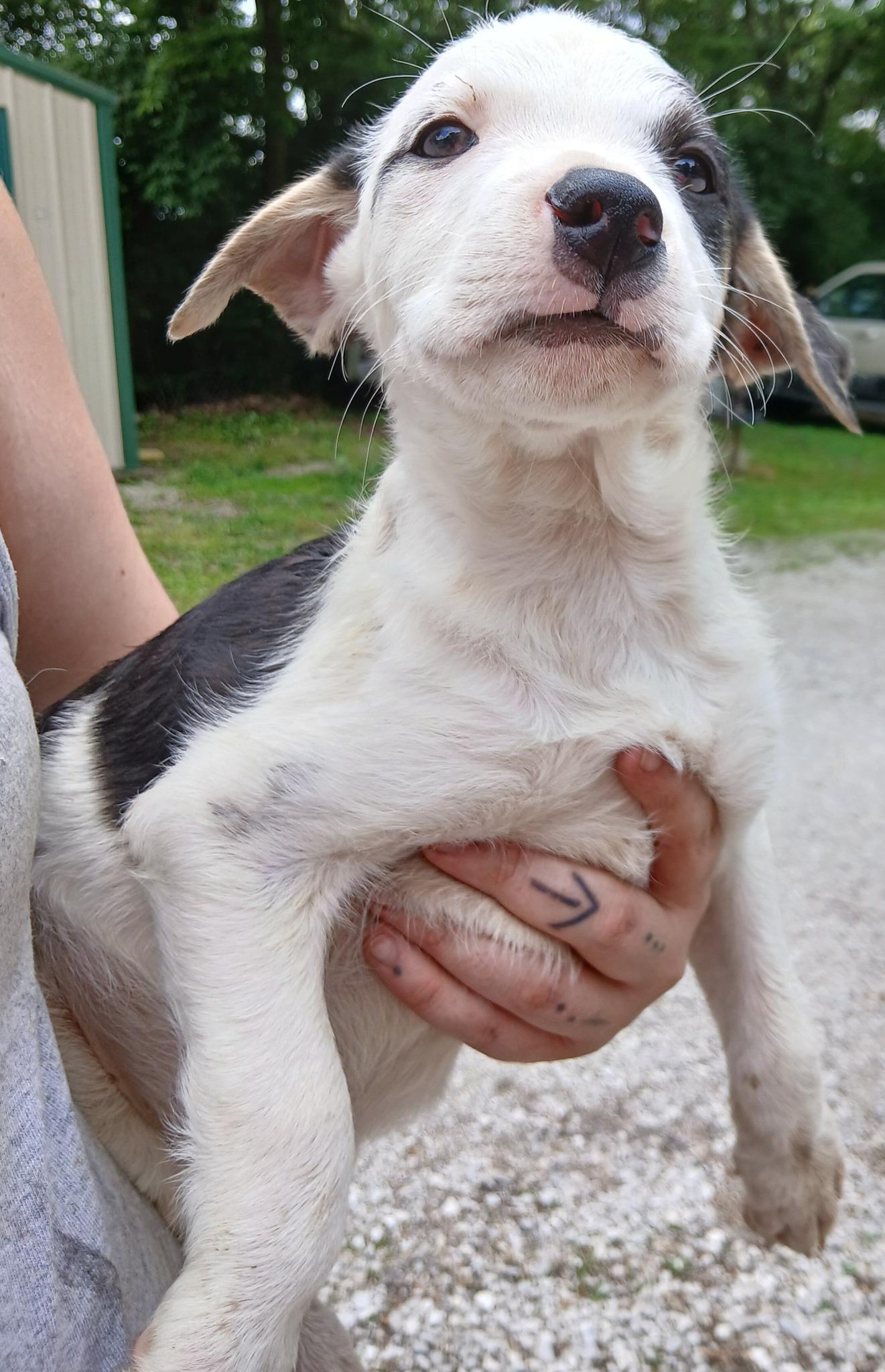 Enlarge Johnny, a Adoptable mixed breed in Princeton, IN image 1/1