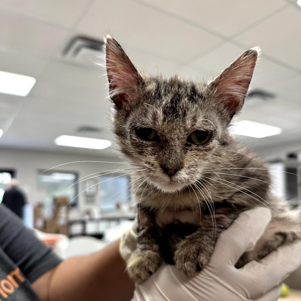 Enlarge Rayne, a Adoptable Domestic Short Hair in Houston, TX image 1/6