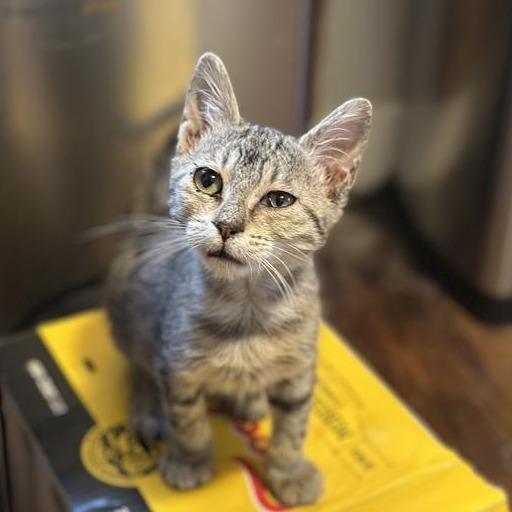 Enlarge Rayne, a Adoptable Domestic Short Hair in Houston, TX image 3/6