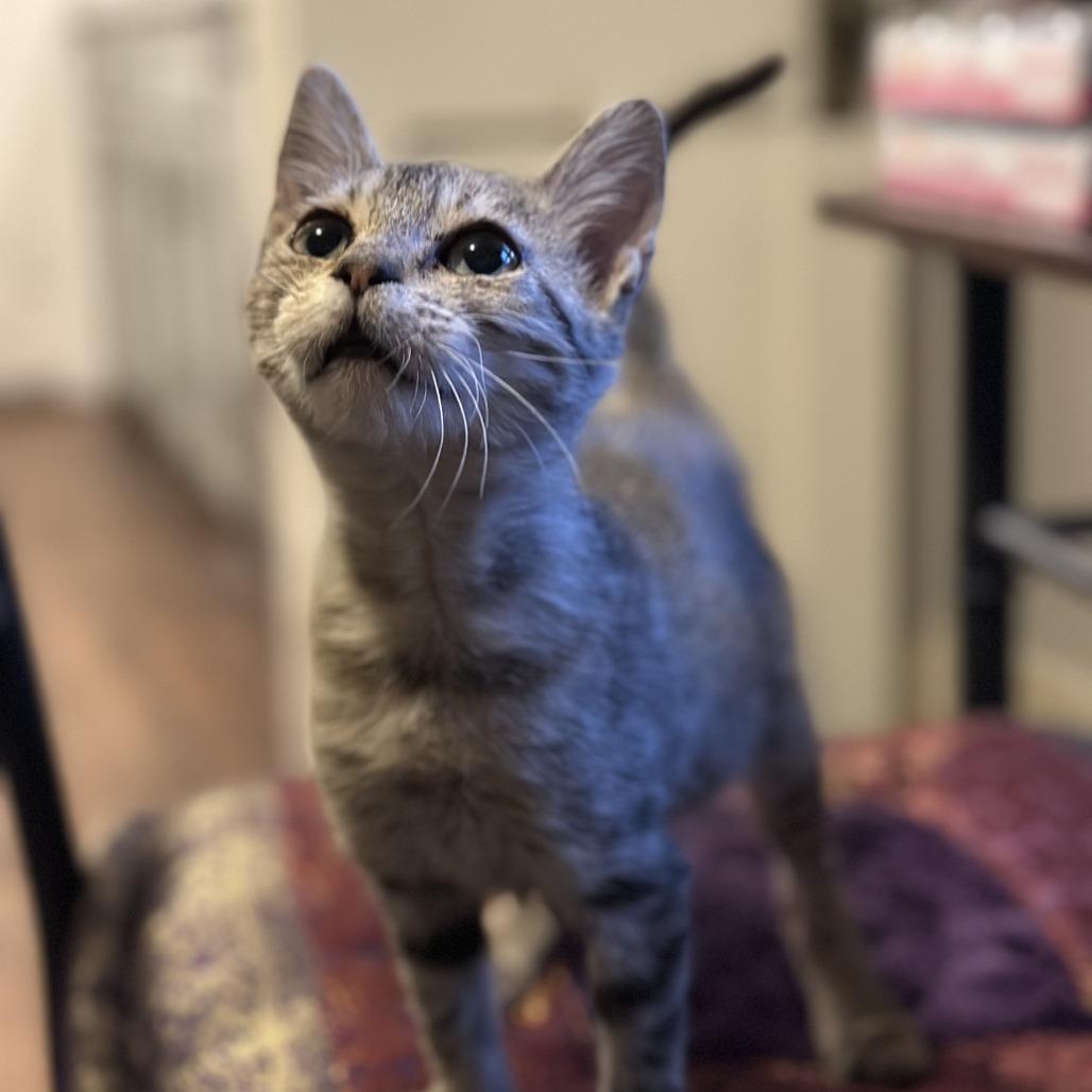 Enlarge Rayne, a Adoptable Domestic Short Hair in Houston, TX image 5/6